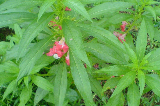 野生透骨草長什麼樣