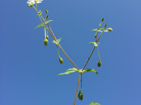 鵝腸菜怎麼進行分枝繁殖？