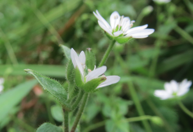 鵝腸菜飼喂牛羊有什麼好處？