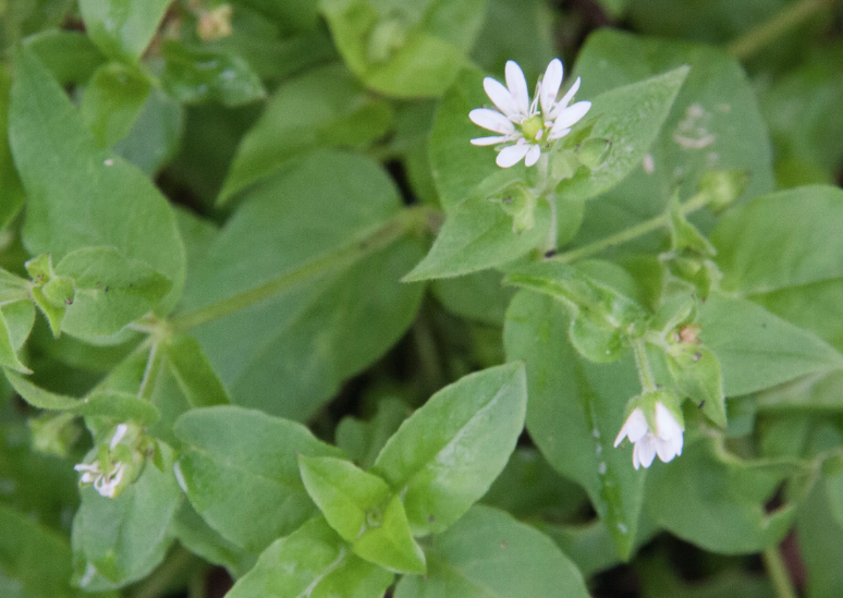 鵝腸菜是什麼蔬菜，有什麼形態特點？