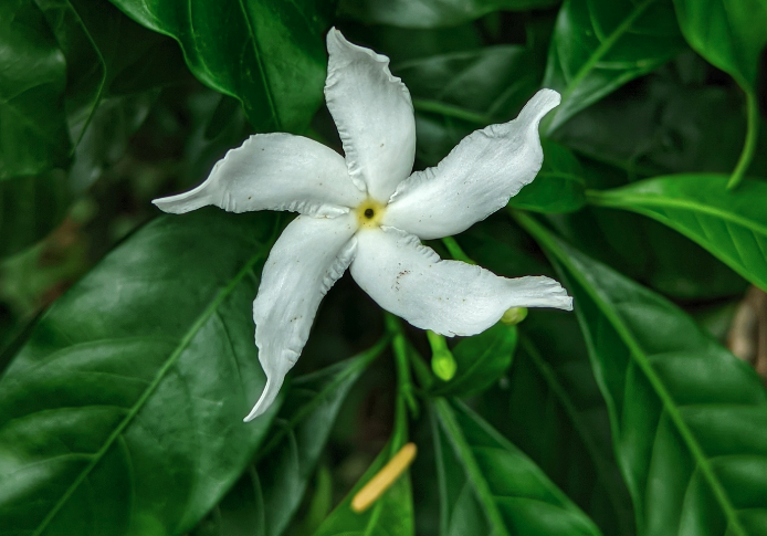 山馬茶的繁殖能力如何？