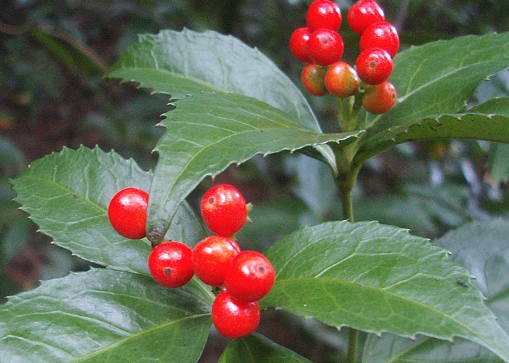 紅果金栗蘭出現薊馬怎麼消滅？