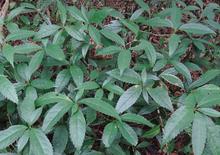 紅果金栗蘭怎麼去除白粉虱？