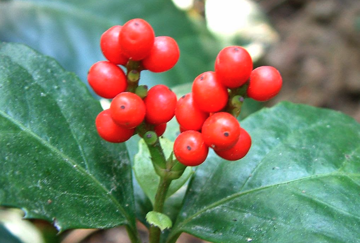 紅果金栗蘭出現蚜蟲怎麼消滅？