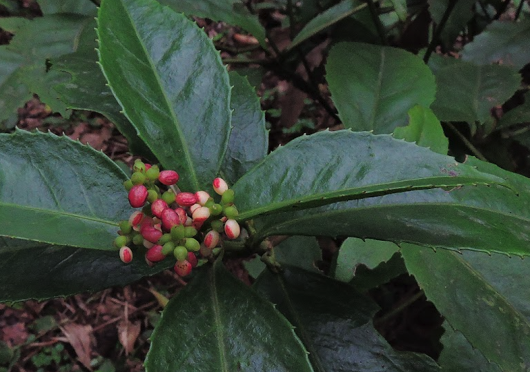 紅果金栗蘭怎麼進行修剪和維護？