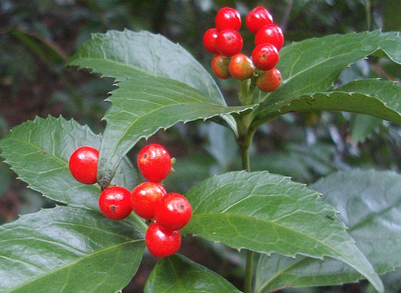 紅果金栗蘭需水量怎麼樣？