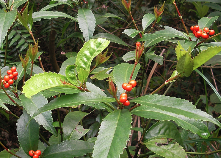 紅果金栗蘭怎麼進行施肥管理？