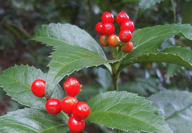 紅果金栗蘭種子培育和催芽方法？