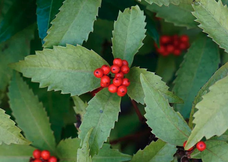 紅果金栗蘭栽培基質是什麼樣的？