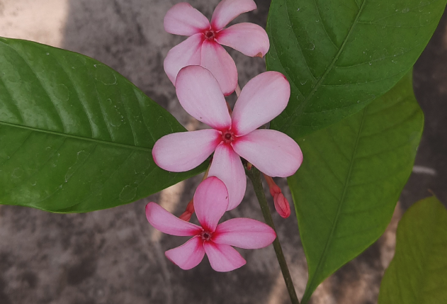 紅花蕊木怎麼消滅白粉虱？