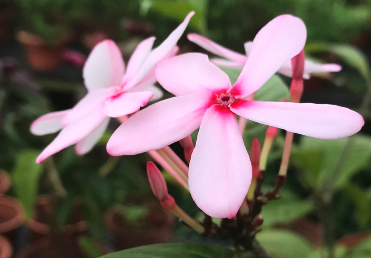 紅花蕊木怎麼治療白粉病？