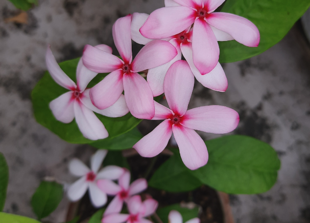 紅花蕊木需水量怎麼樣，如何澆水？