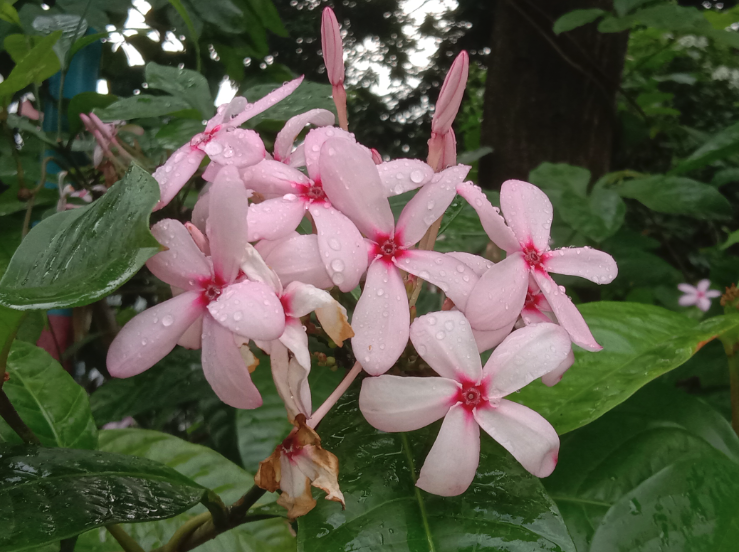 紅花蕊木可以室內種植嗎？