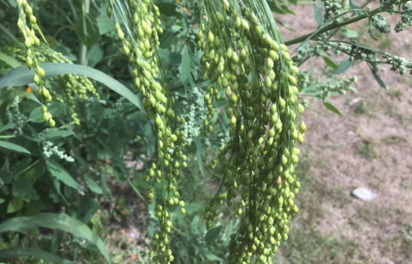 糜子的營養價值怎麼樣?