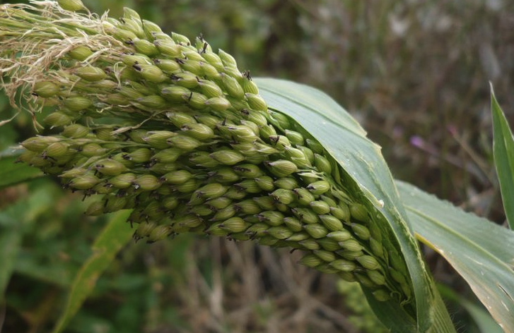 糜子的種植曆史有多久?