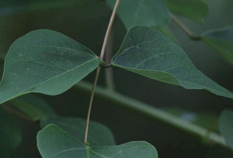 龍牙花葉片出現褐斑是什麼原因？