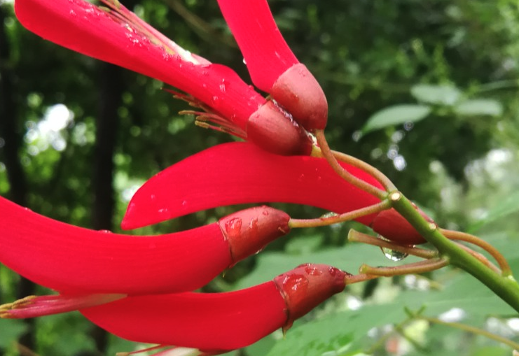 龍牙花感染黴菌病的原因？