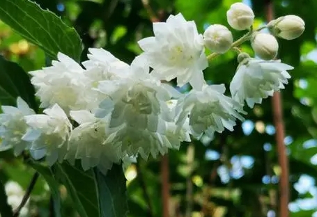 溲疏花種植技巧