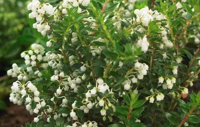 麗果木果實風味怎麼樣？