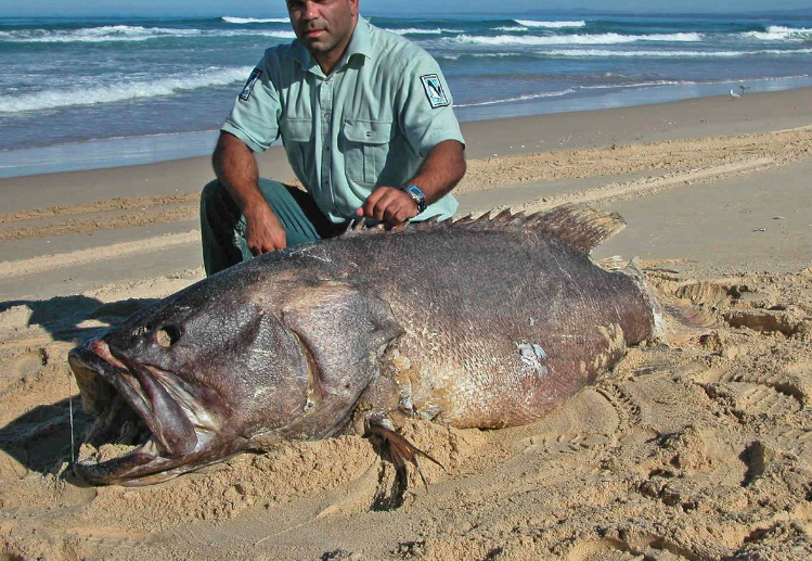 釣鞍帶石斑魚需要什麼魚竿？