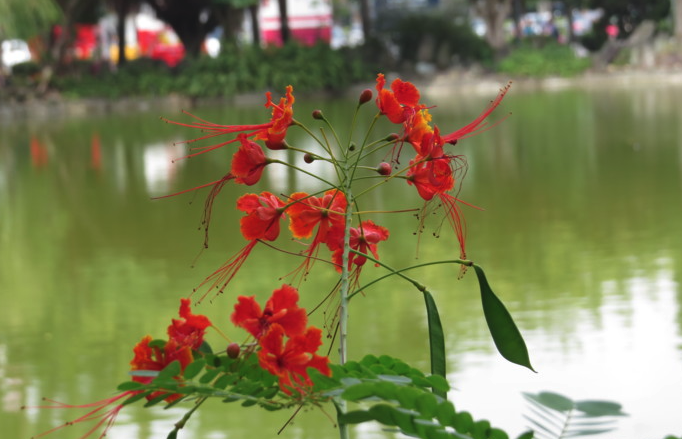 金鳳花的需水量怎麼樣？