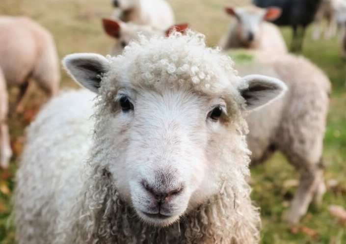 生產需要和維持需要的羊所需飼料相同嗎？