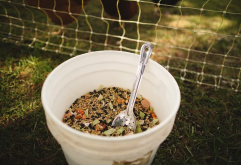 哪些易致便秘性飼料會影響綿羊？