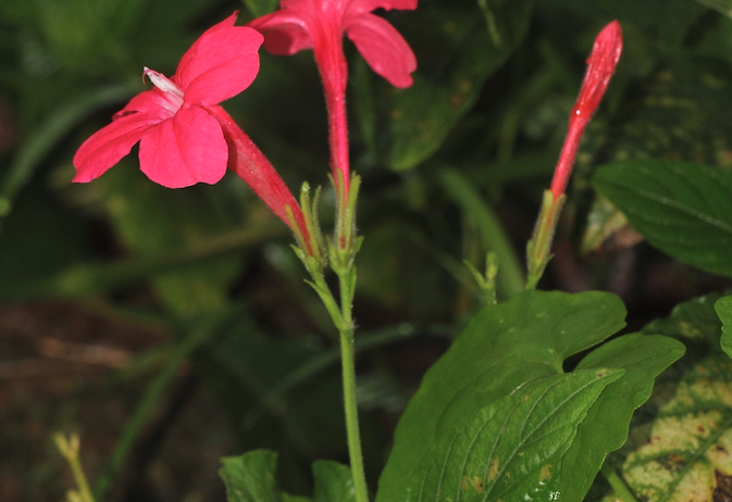 豔蘆莉是什麼花卉?