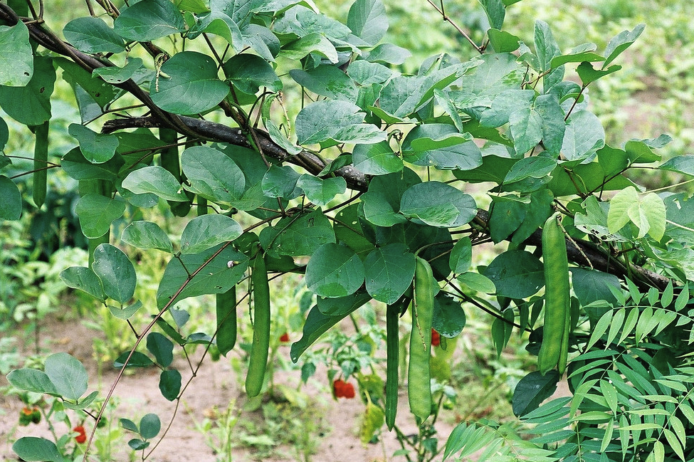 刀豆容易受到什麼蟲害影響?