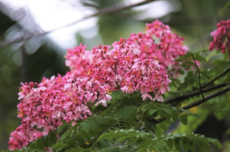 爪哇旃那的花朵形態和美感?