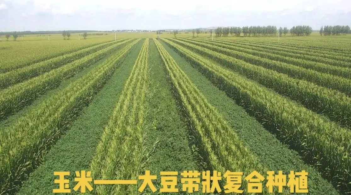 <strong>2024年大豆玉米帶狀複合種植病蟲害防控技術最新方案</strong>