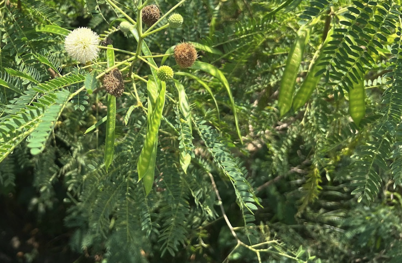 銀合歡怎麼進行分株?