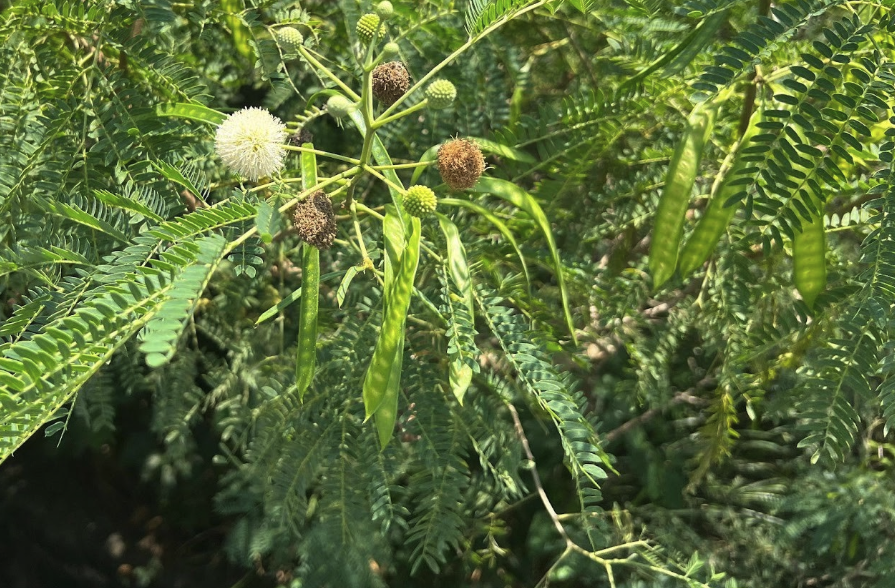 銀合歡種子怎麼進行貯存?