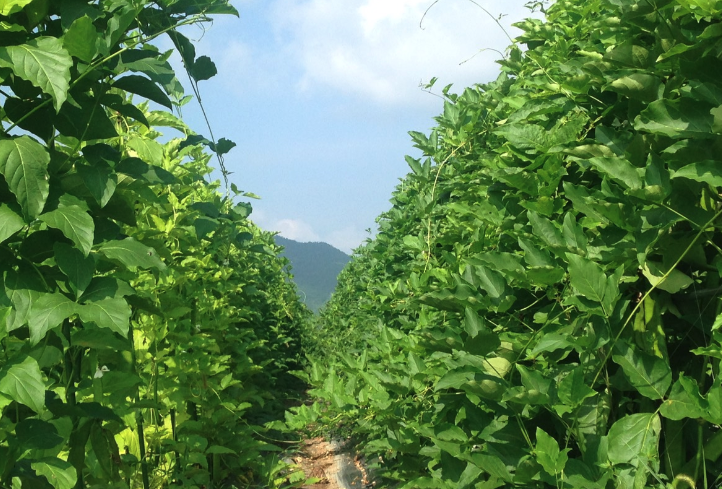 刀豆有什麼藥用價值？