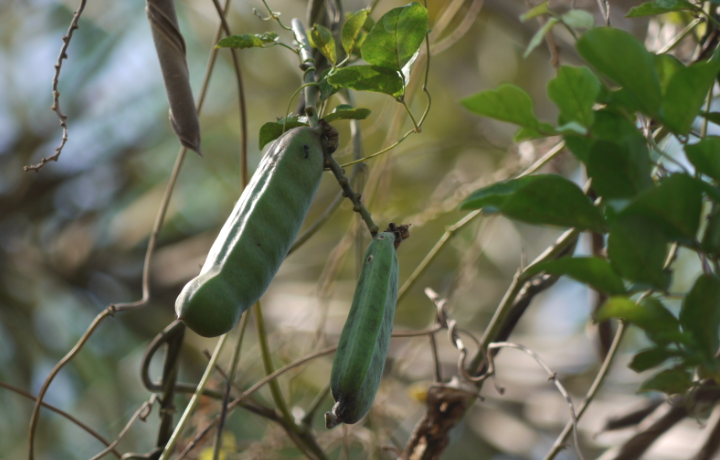 刀豆是固氮植物嗎？