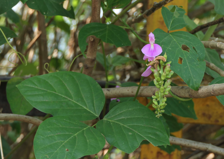 刀豆是什麼蔬菜？