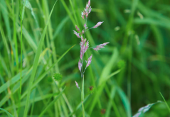 <strong>飼草中黴菌繁殖的條件？</strong>