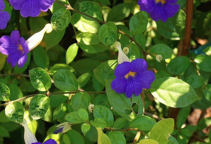 立鶴花出現蚜蟲怎麼防治？