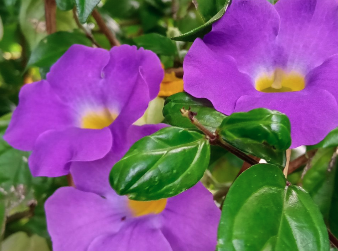 立鶴花是什麼花卉？