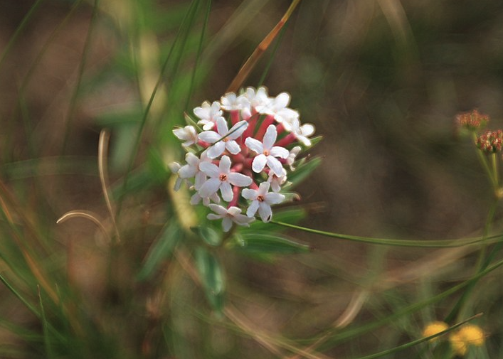 狼毒花耐幹旱嗎？