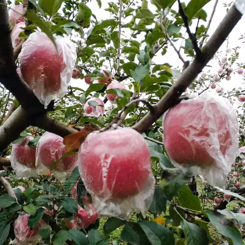 蘋果種植技巧之蘋果套膜袋和紙袋有什麼區別？