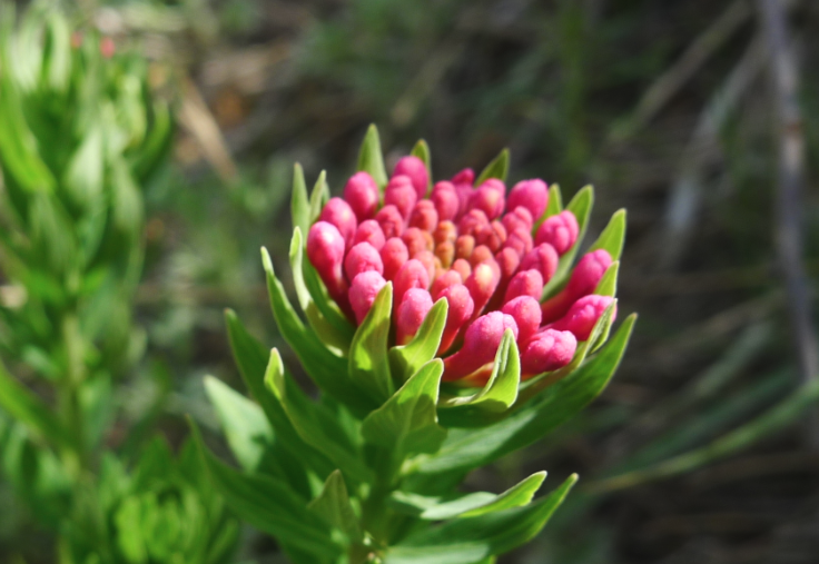 狼毒花的寓意和花語？