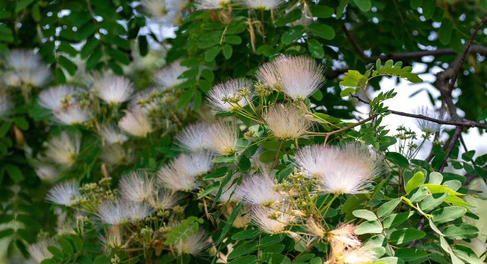 羽毛花是什麼樣的花卉？含有毒素嗎？