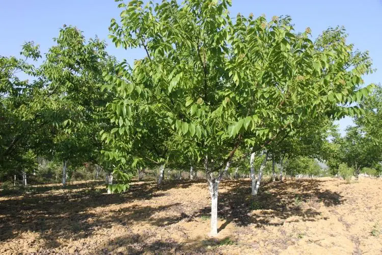 夏季來臨-核桃樹夏季土肥水管理技巧