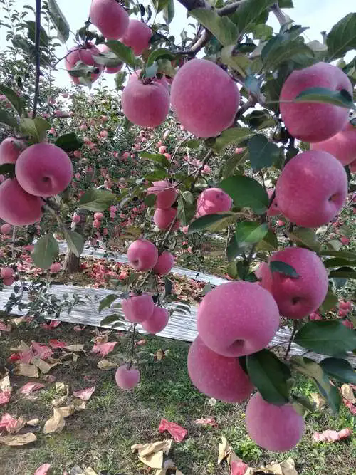 蘋果種植戶夏季如何預防病害及災害天氣官方指南