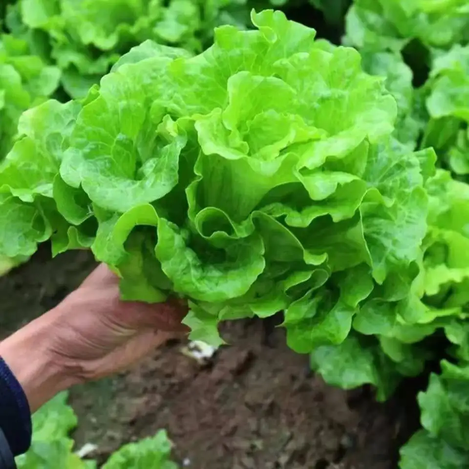 <strong>生菜種植選擇什麼樣的土壤最好？</strong>