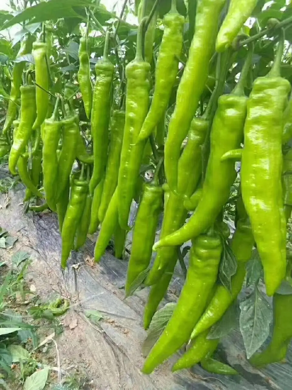 辣椒種植技巧之辣椒種植土壤選擇