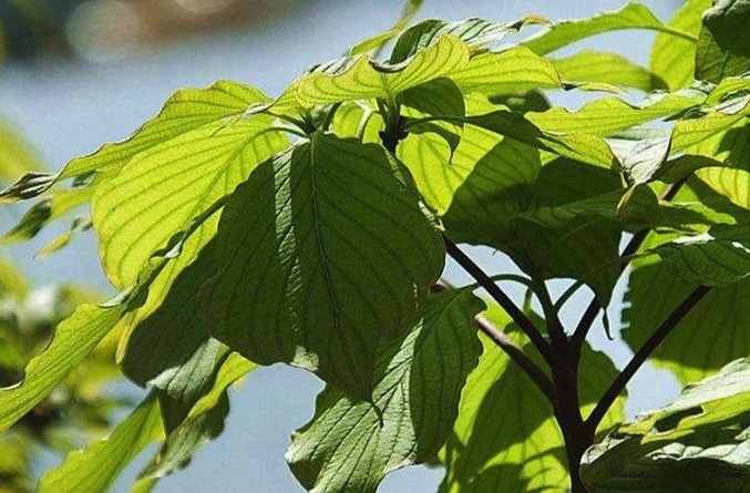 燈台樹的藥用價值怎麼樣?