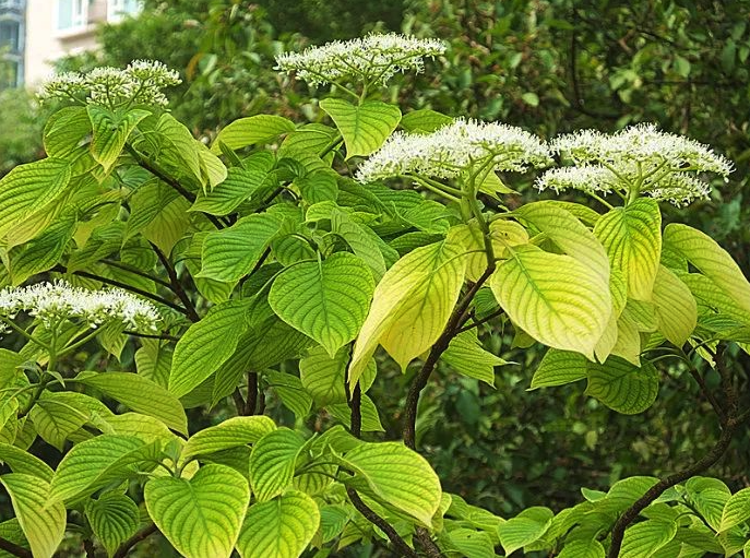 燈台樹有什麼形狀特點?