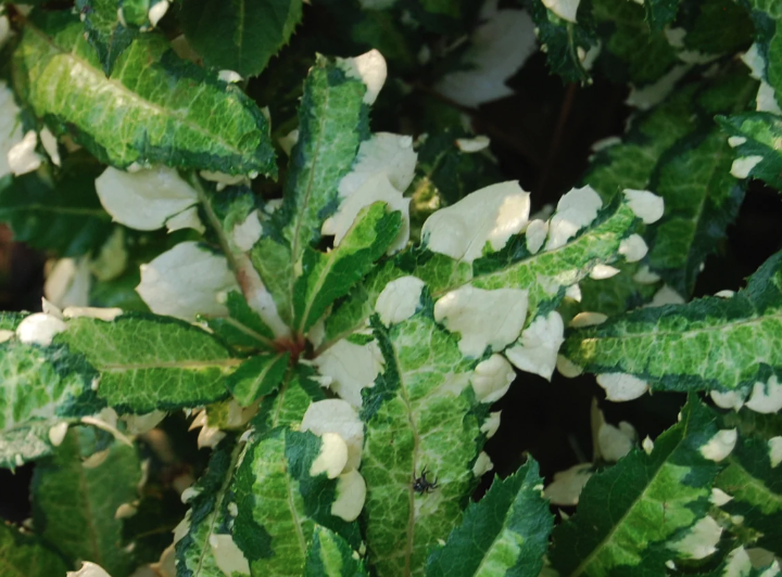 紫金牛播種後需要催芽嗎？